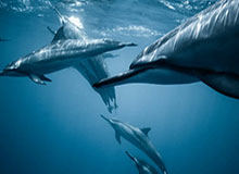 开云：云端之门，企业未来的加速器